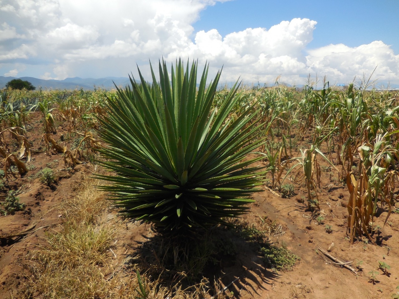 Tequila, una bebida orgullosamente tapatía con sabor y personalidad únicos Tequila, una bebida orgullosamente tapatía con sabor y personalidad únicos