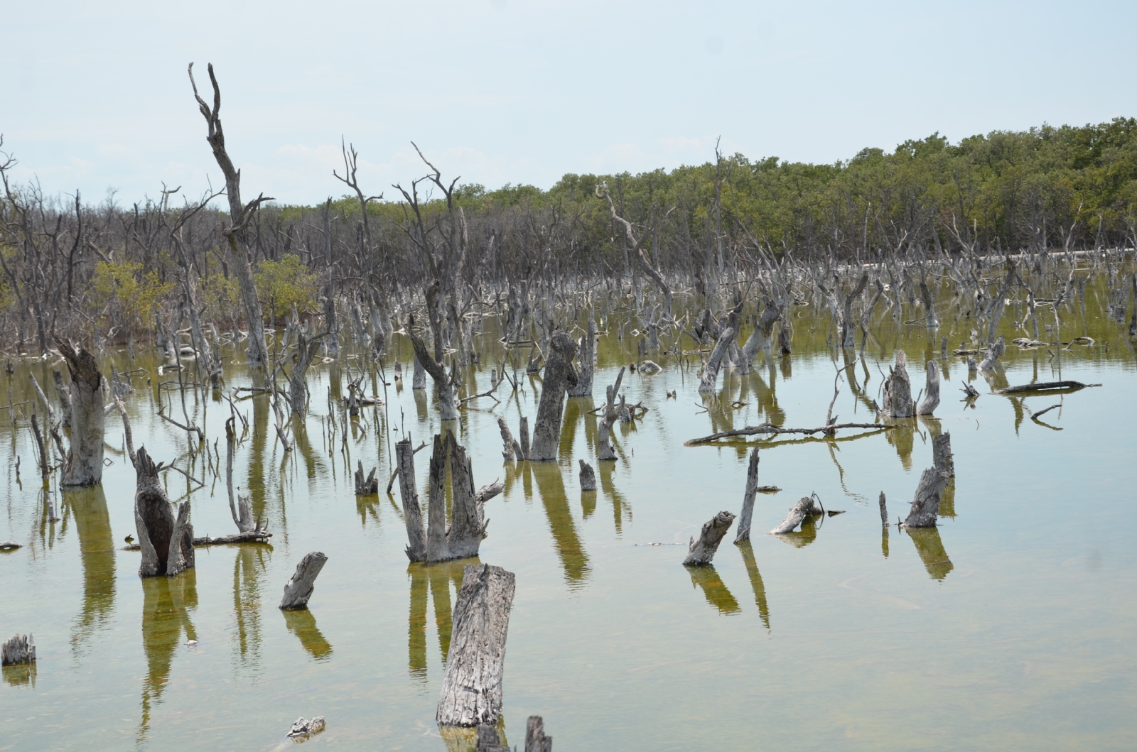 Laguna de Términos tiene 705 mil 16 hectáreas y en los últimos 20 años se perdieron 50 mil hectáreas Laguna de Términos tiene 705 mil 16 hectáreas y en los últimos 20 años se perdieron 50 mil hectáreas