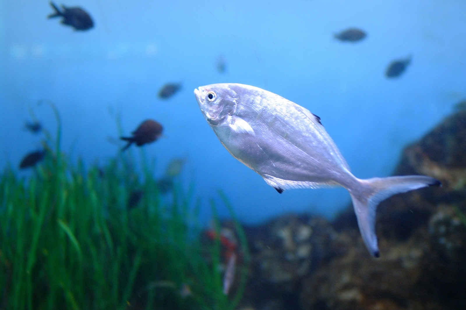 El pez palometa es fácil de encontrar en lugares de Quintana Roo como en Isla Blanca donde abundan las personas que acuden a su captura