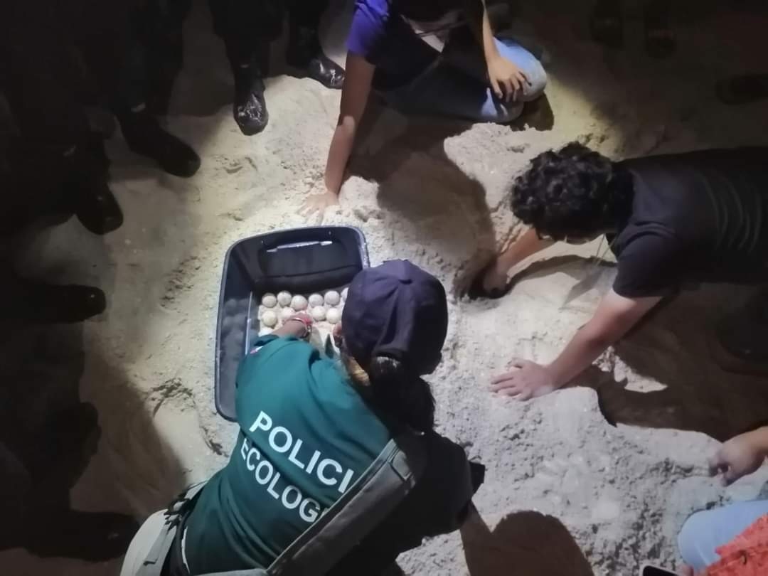 Crece el robo de huevos de tortuga en las costas de Progreso, Yucatán