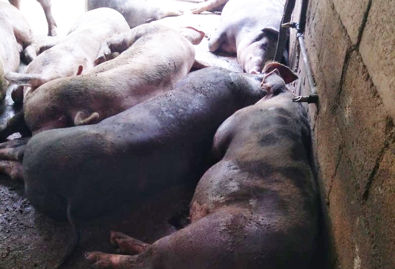 Granjas porcícolas podrían afectar anidación de flamencos en Yucatán