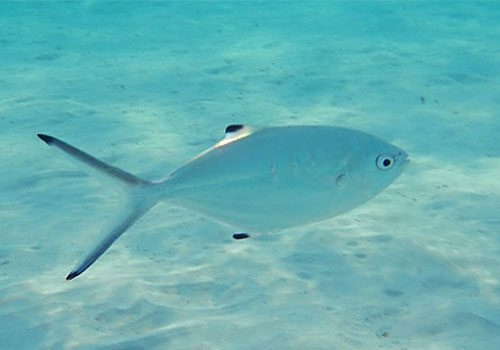 La palometa es un gran depredador, carnívoro y se alimenta de peces y otros animales marinos La palometa es un gran depredador, carnívoro y se alimenta de peces y otros animales marinos