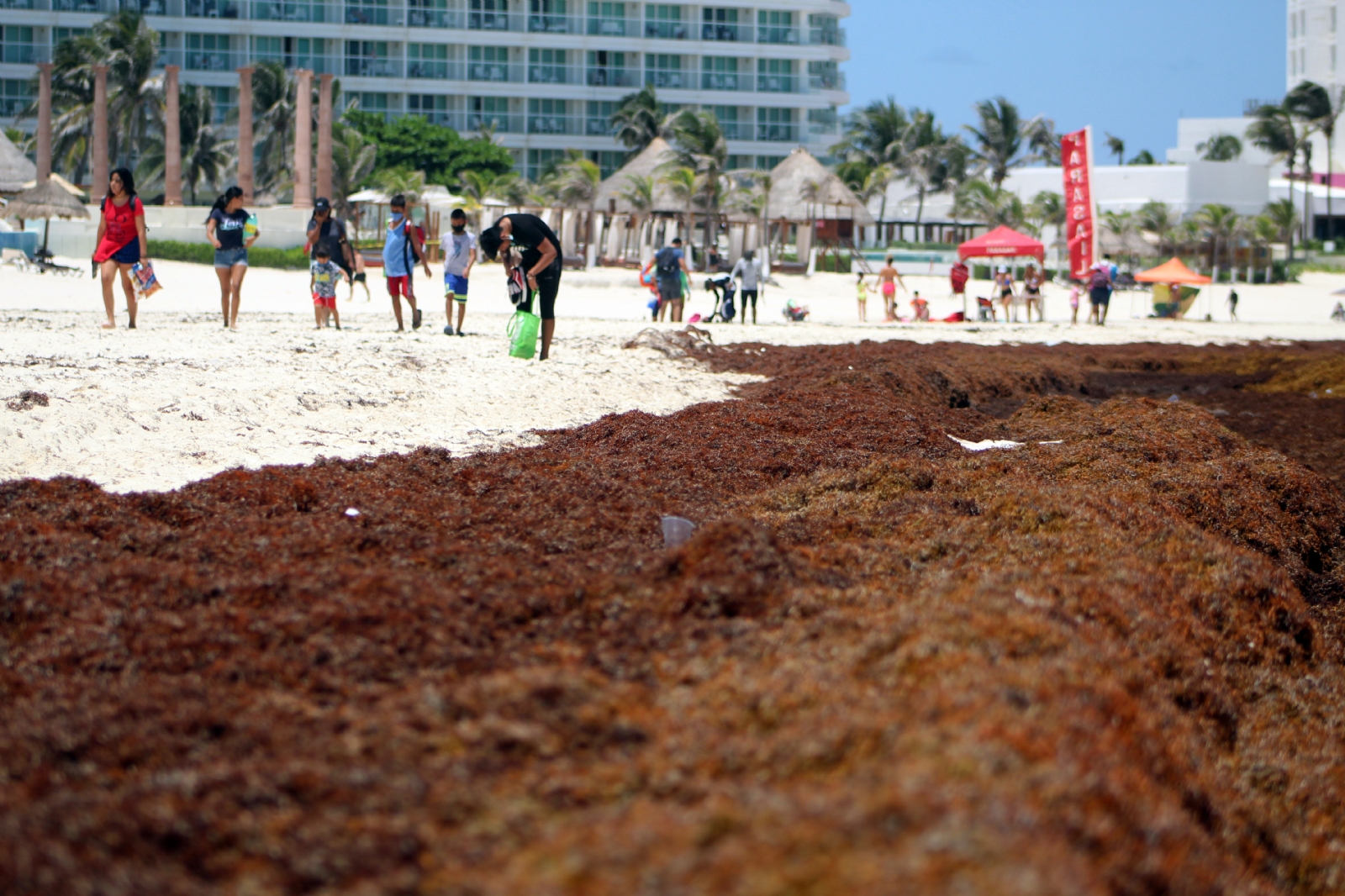 Según el reporte diario de la Semar, algunas playas de Cancún tienen afectaciones por manchas de sargazo
