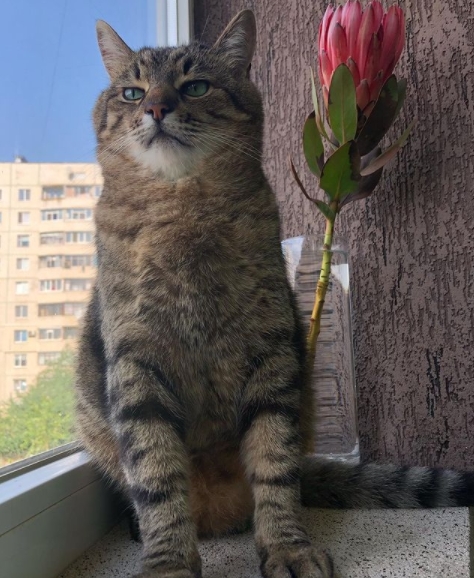 El gato es famoso en TikTok por una razón en particular, con la que los internautas se 'identifican' El gato es famoso en TikTok por una razón en particular, con la que los internautas se 'identifican'