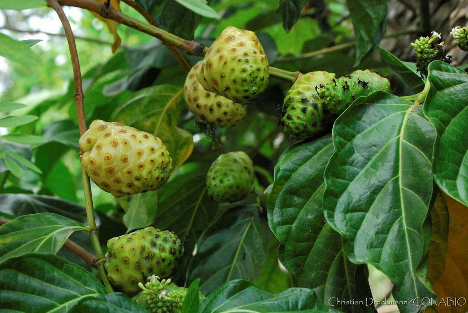 El noni contiene polisacáridos y oligosacáridos que nutren la flora intestinal El noni contiene polisacáridos y oligosacáridos que nutren la flora intestinal