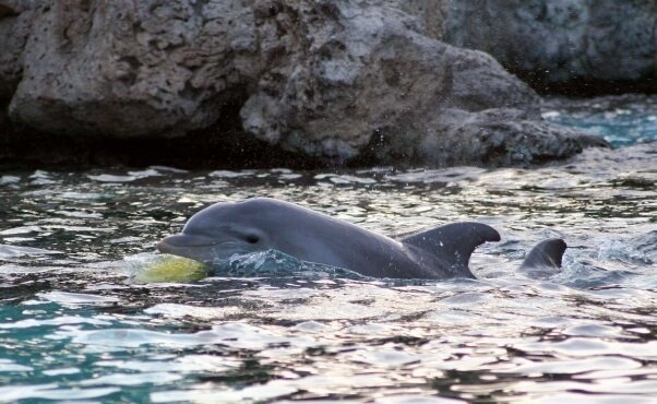Más de 400 mamíferos marinos son explotados en delfinarios de Quintana Roo