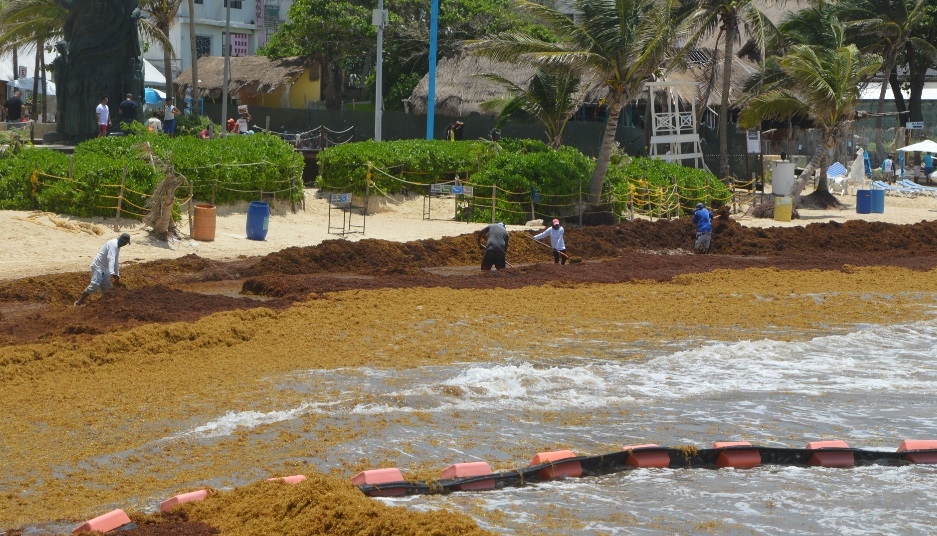 Un aroma fétido se respira por las principales calles de la zona turística de Playa del Carmen, debido a que mucha de la talofita acumulada está en mal estado Un aroma fétido se respira por las principales calles de la zona turística de Playa del Carmen, debido a que mucha de la talofita acumulada está en mal estado