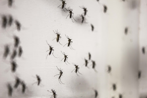 Un mosquitero te protegerá por las noche y mantendrá los mosquitos fuera de tus sueños