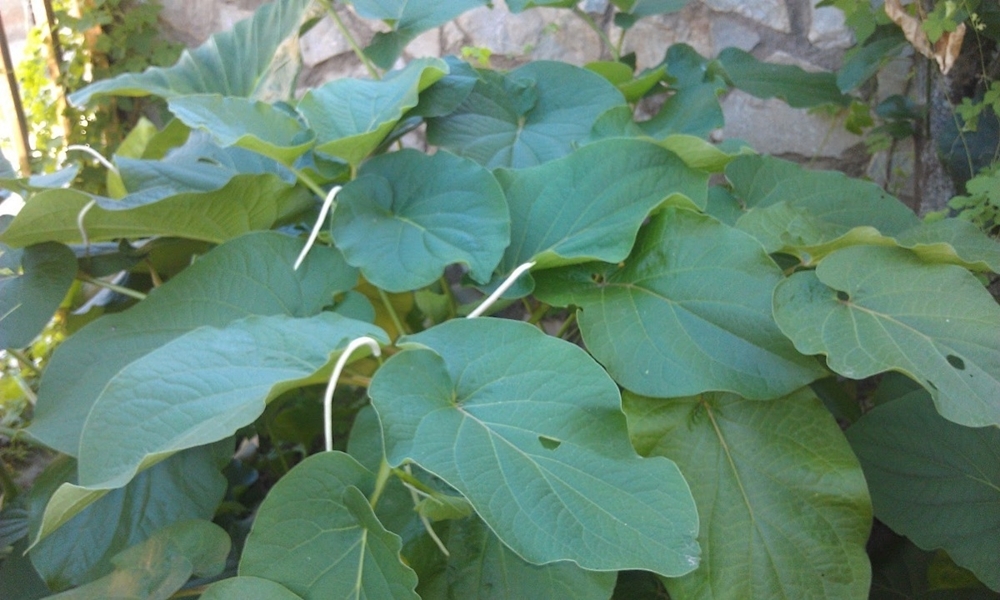 Son varias las plantas utilizadas en la herbolaria que se han integrado a las recetas de cocina en la Península de Yucatán