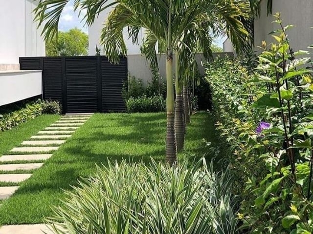 Te encantaran estas plantas para adornar tu casa. Conócelas Te encantaran estas plantas para adornar tu casa. Conócelas