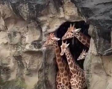 La jirafa es el animal más alto del planeta La jirafa es el animal más alto del planeta
