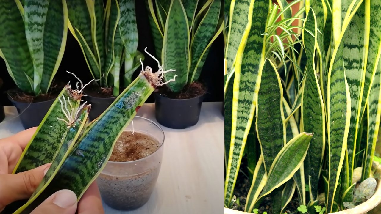 Esta planta es originaria de Asia y África