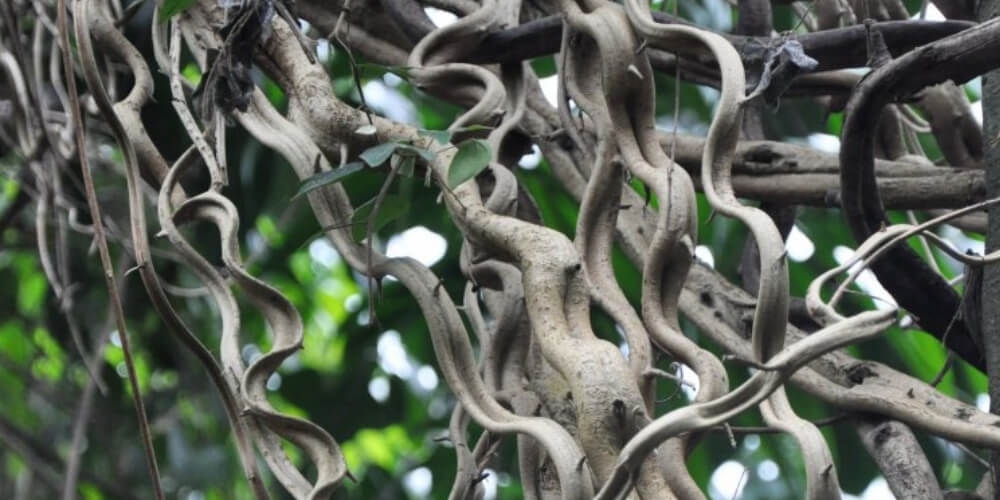 Planta de la familia de las Compuestas, con tallos de 15 a 20 m de longitud, sarmentosos y volubles