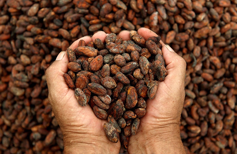 México es el proveedor del 80% de todo el cacao que se exporta al mundo dejando a Yucatán