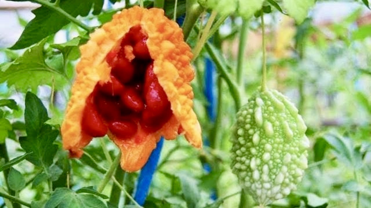 Cundeamor, planta medicinal que combate a las hemorroides
