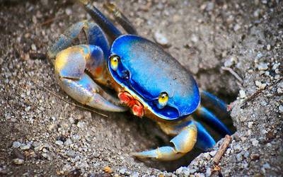 Uno de los motivos por los que se encuentran en peligro de extinción, es que suelen ser muy apreciados para la gastronomía ya que su carne es blanda y dulce