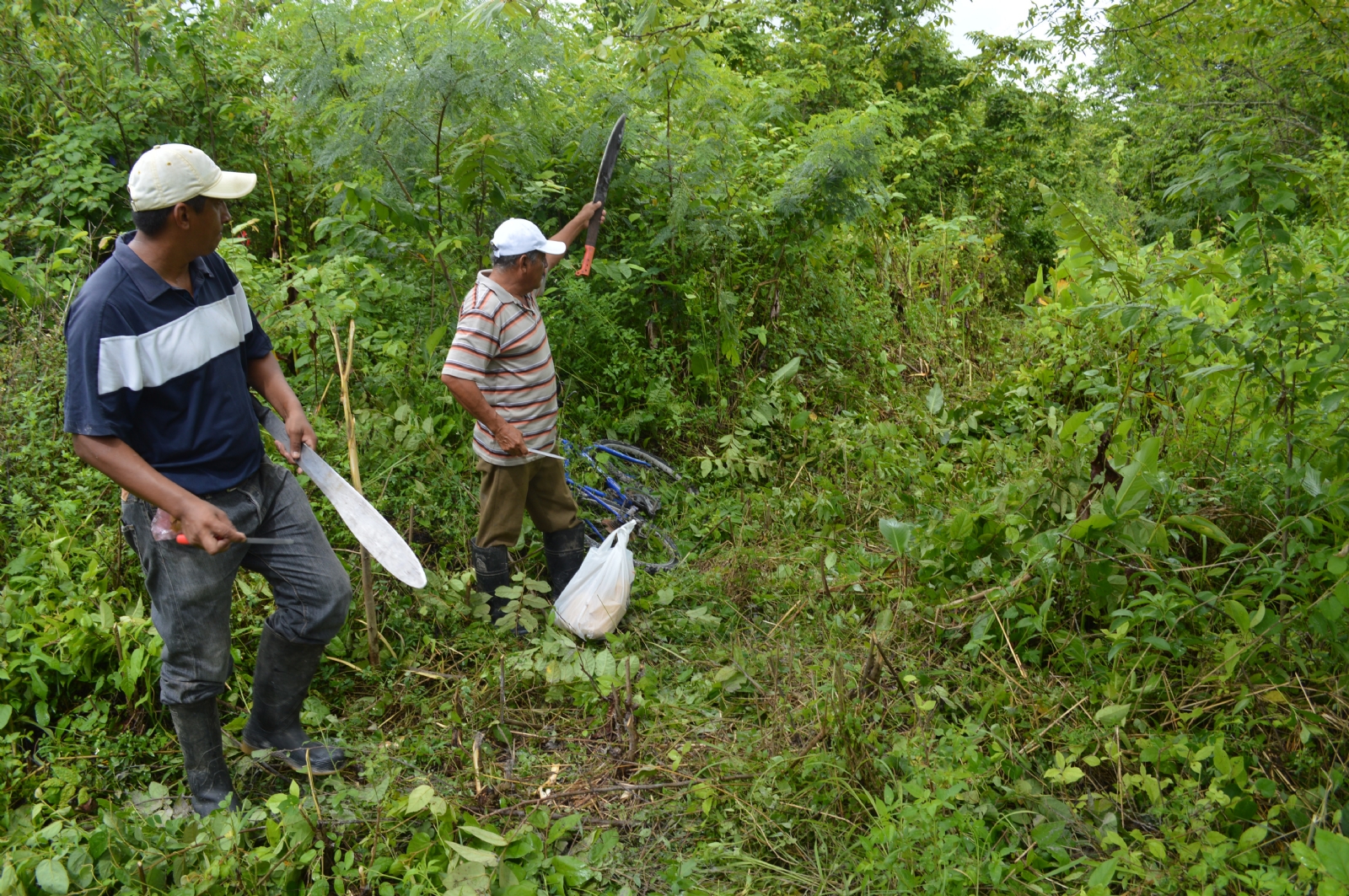 A la fecha se pusieron bajo manejo forestal para el cuidado del arbolado un total de 804 mil 211 hectáreas A la fecha se pusieron bajo manejo forestal para el cuidado del arbolado un total de 804 mil 211 hectáreas