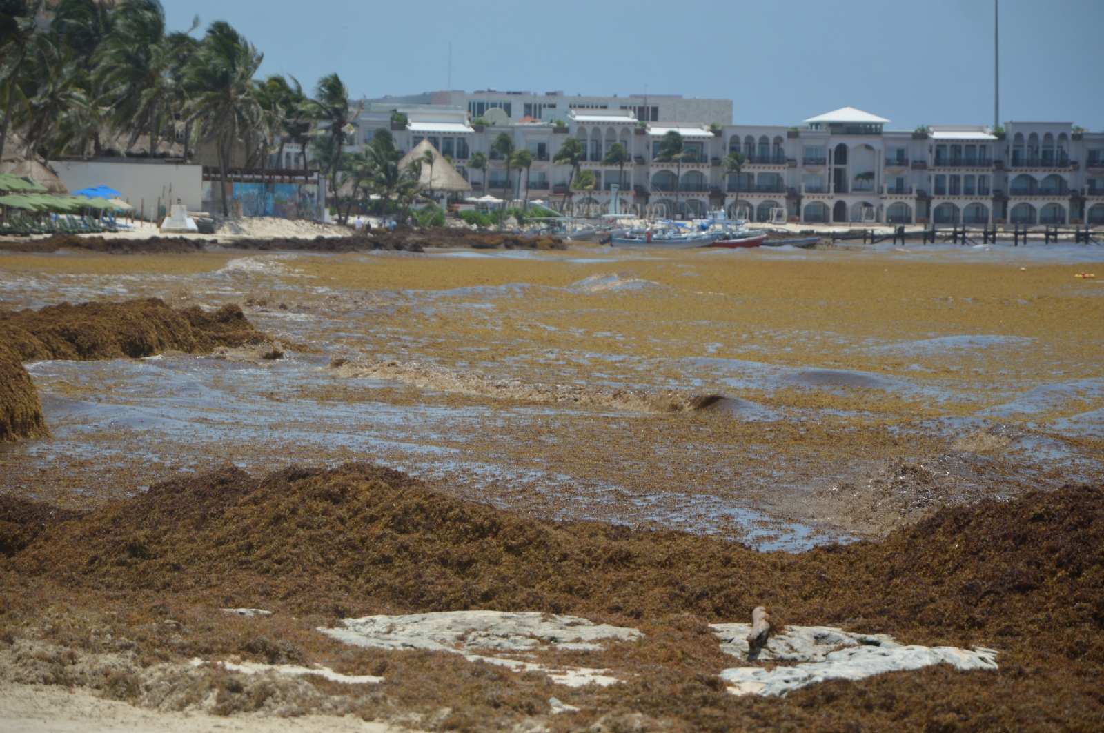 Estas son las playas más limpias de sargazo en Quintana Roo este 06 de junio