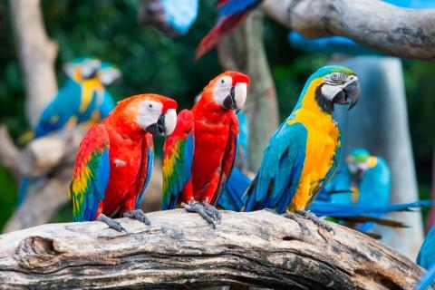 Pese a que los loros no poseen cuerdas vocales, existen varias especies de estos animalitos que logran hablar