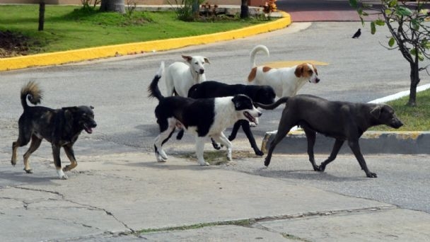 En el estado se han registrado dos personas sancionadas por delitos contra las mascotas En el estado se han registrado dos personas sancionadas por delitos contra las mascotas