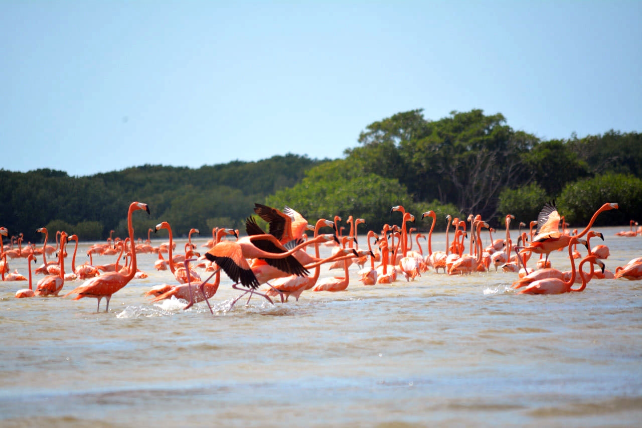 Flamencos rosas llegan al Pueblo Mágico de Sisal, Yucatán: FOTOS