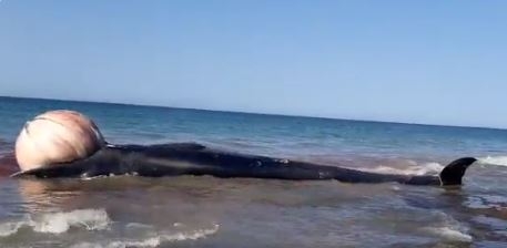La ballena quedó varada cuando bajó la marea La ballena quedó varada cuando bajó la marea