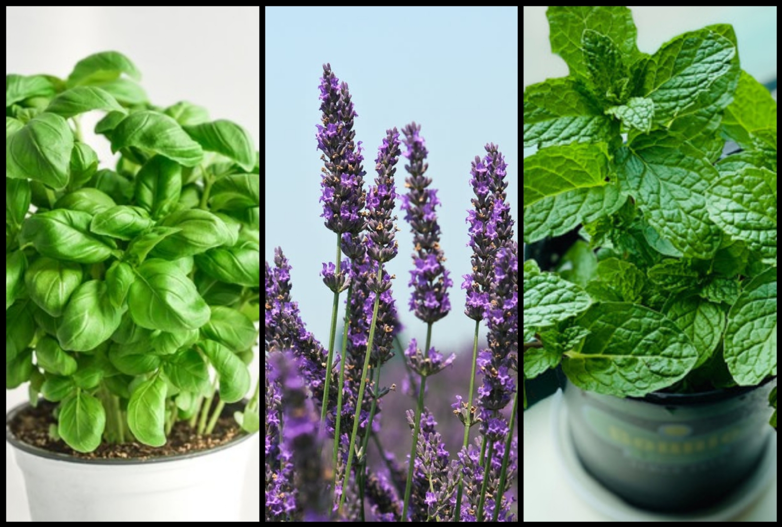 Cinco plantas para ahuyentar a las cucarachas