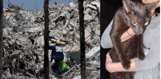 El refugio de animales “The Kitty Campus” dijo que un vecino de la zona había encontrado un gato negro cerca de los escombros