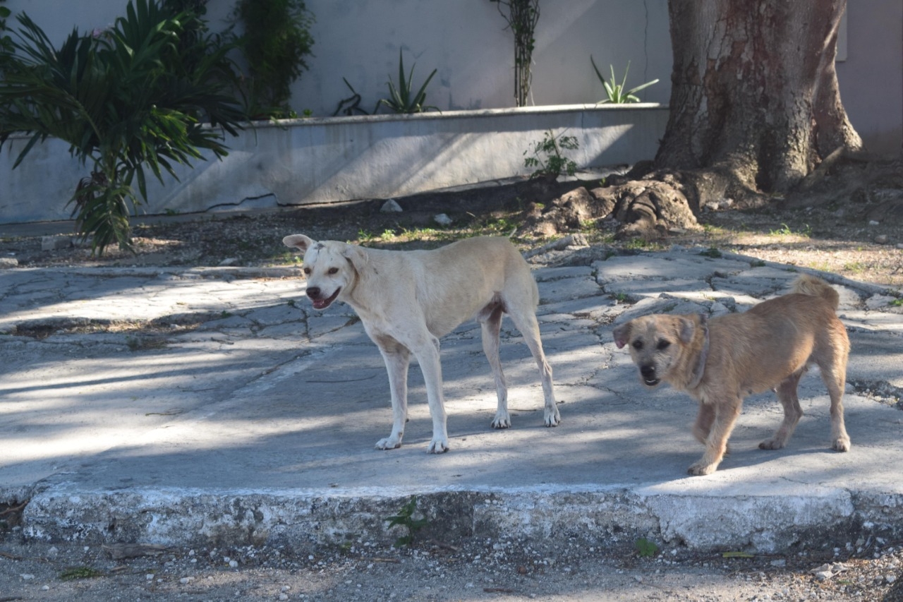 En Flamboyanes se reportó 10 casos de animales muertos por ingerir croquetas envenenadas