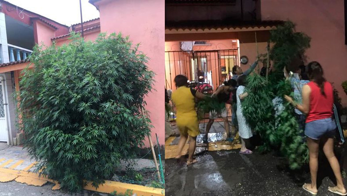 Fue por medio de una llamada anónima que los elementos de seguridad arribaron al lugar, con el propósito de cortar la planta Fue por medio de una llamada anónima que los elementos de seguridad arribaron al lugar, con el propósito de cortar la planta