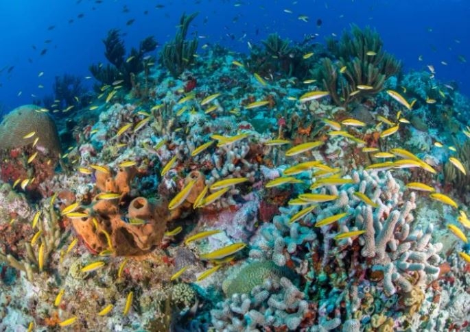 Científicos exploran arrecifes en Yucatán para documentar el daño que presentan