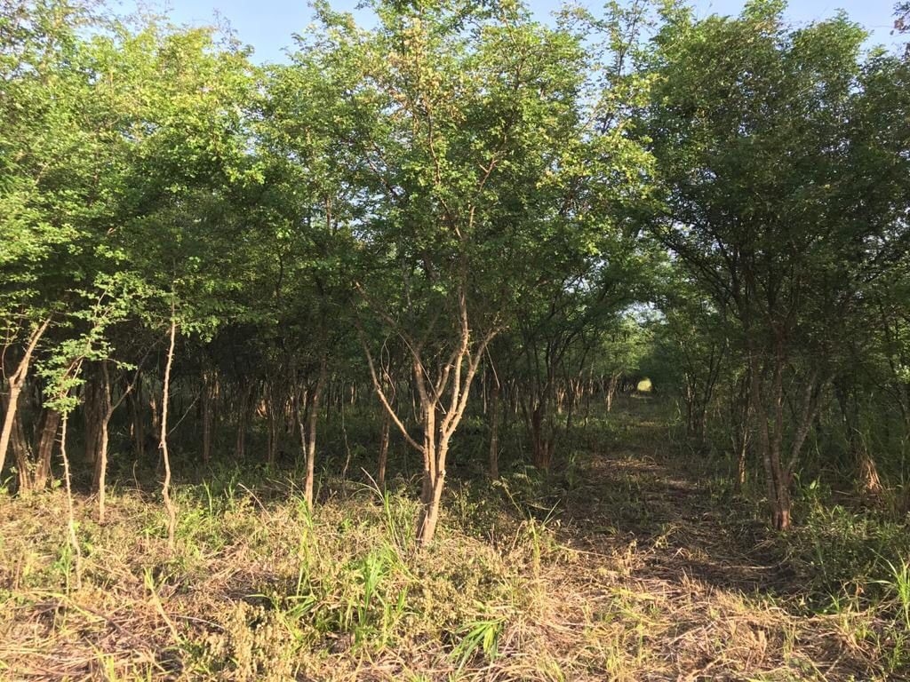 El terreno de casi 800 hectáreas hizo que el joven originario del estado de México se perdiera entre la maleza
