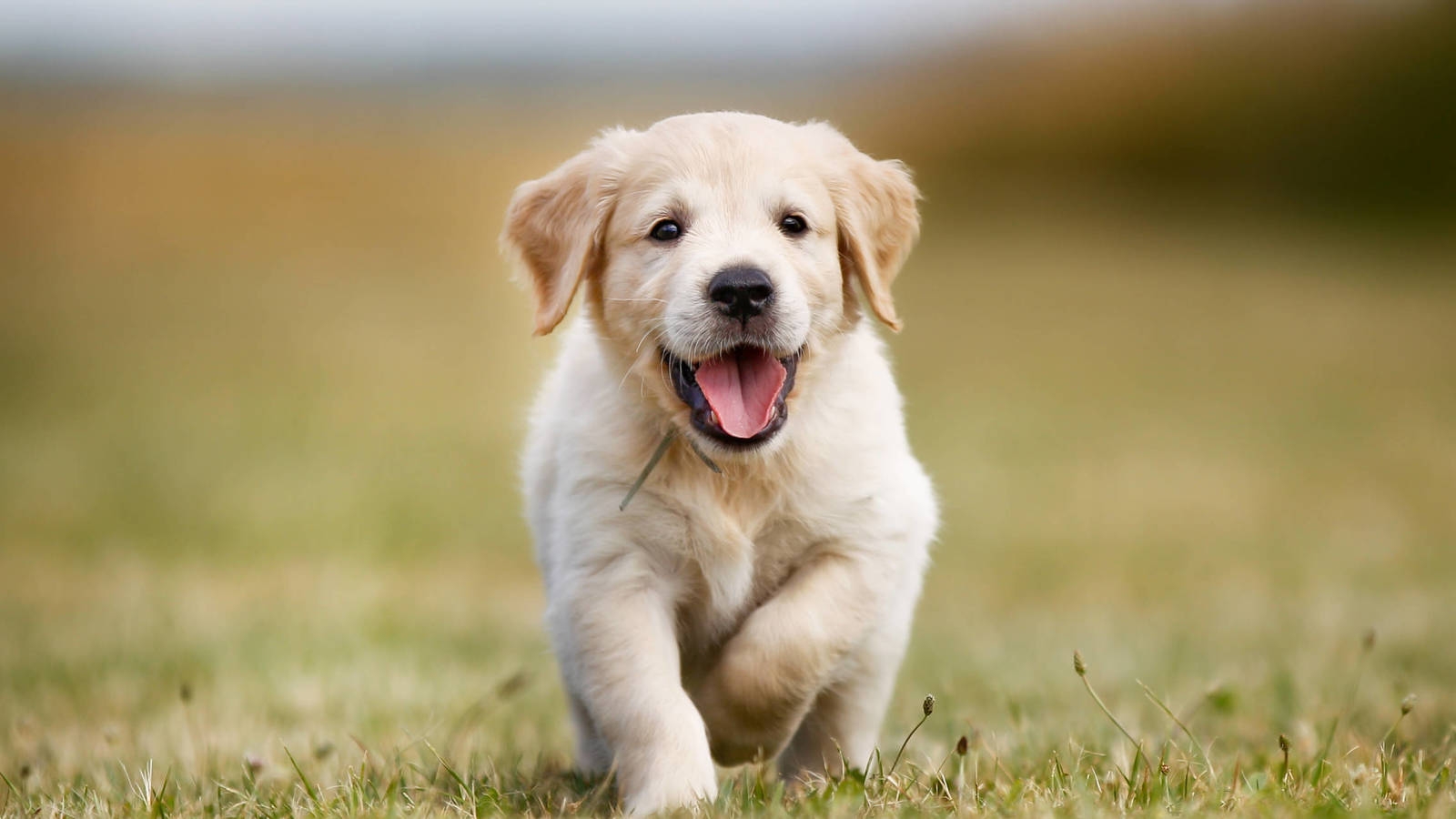 Los perros son los compañeros más simpáticos de todos