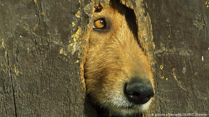El Centro de Bienestar Animal no cumple su función, señalan los ecologistas