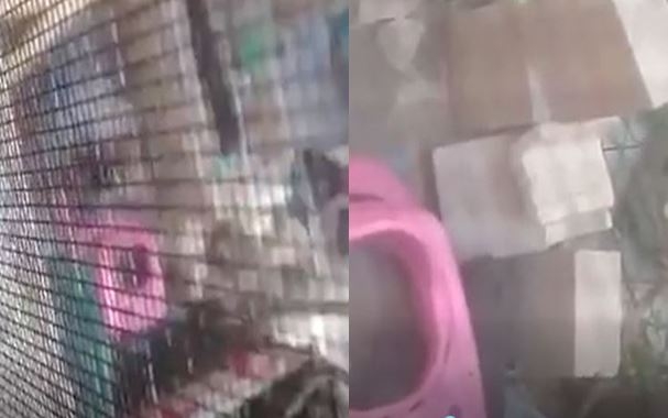 Buscan al presunto agresor del perrito golpeado en la Supermanzana 259 de Cancún