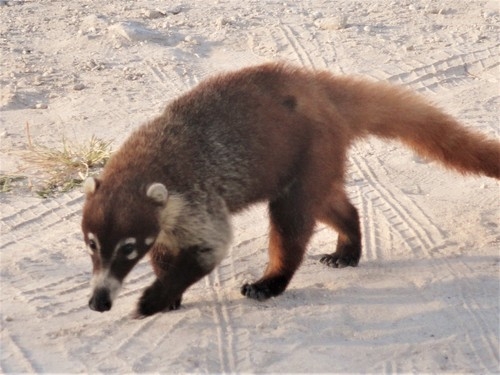 Los bomberos sospechan que el coatí capturado en Guadalajara salió de una de la viviendas de la Colonia El Betel Los bomberos sospechan que el coatí capturado en Guadalajara salió de una de la viviendas de la Colonia El Betel