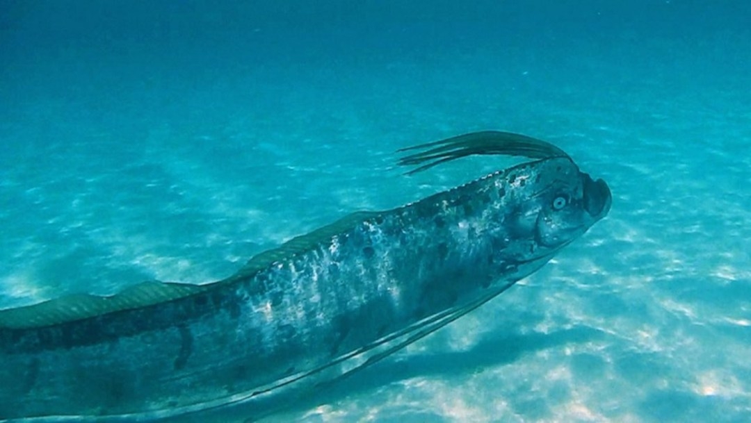 Pez Remo fue capturado aún vivo en las costa de Sinaloa. Foto: Especial Pez Remo fue capturado aún vivo en las costa de Sinaloa. Foto: Especial