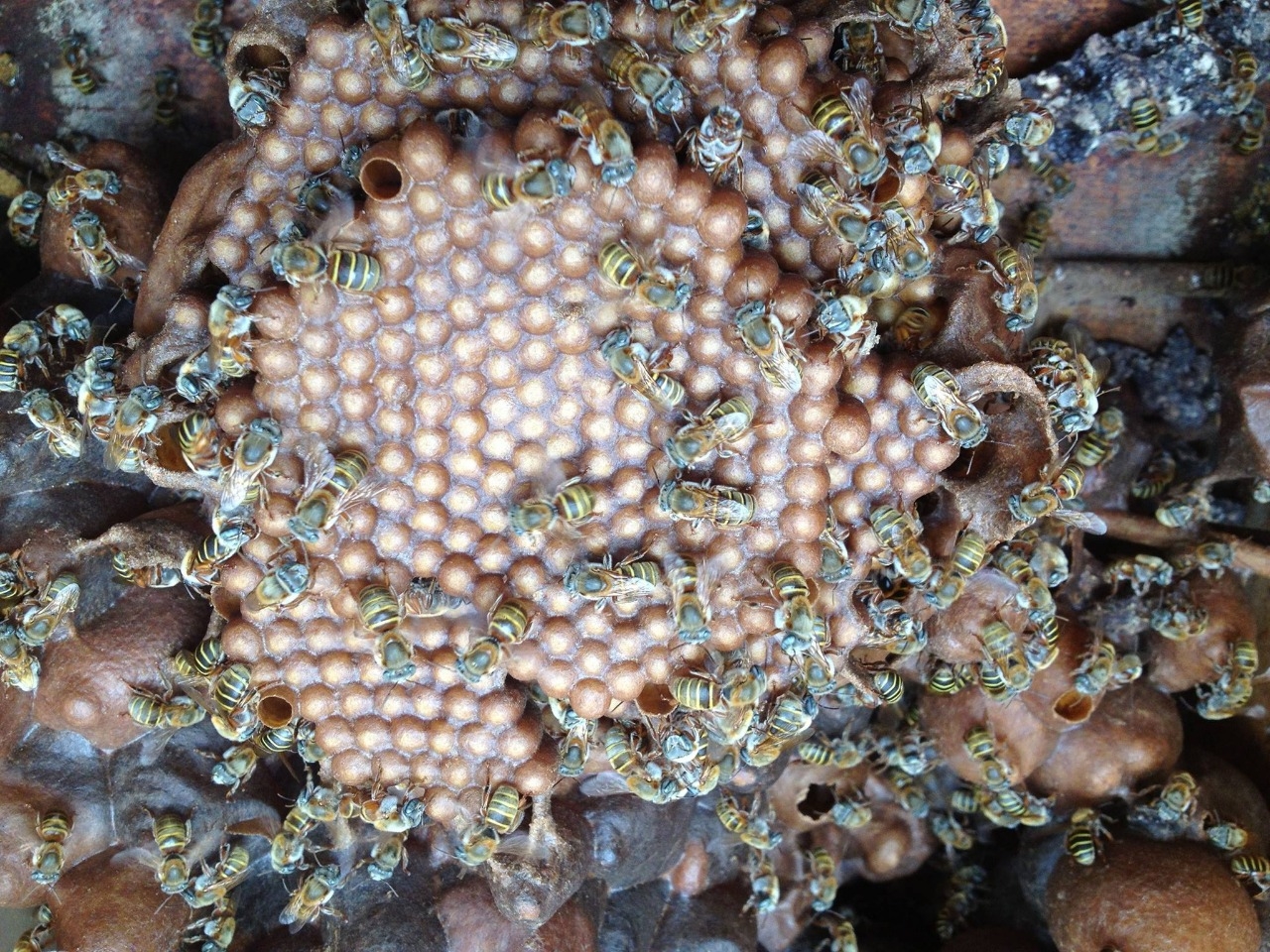 Abejas meliponas: Mujeres mayas utilizan 'sanación' para su conservación