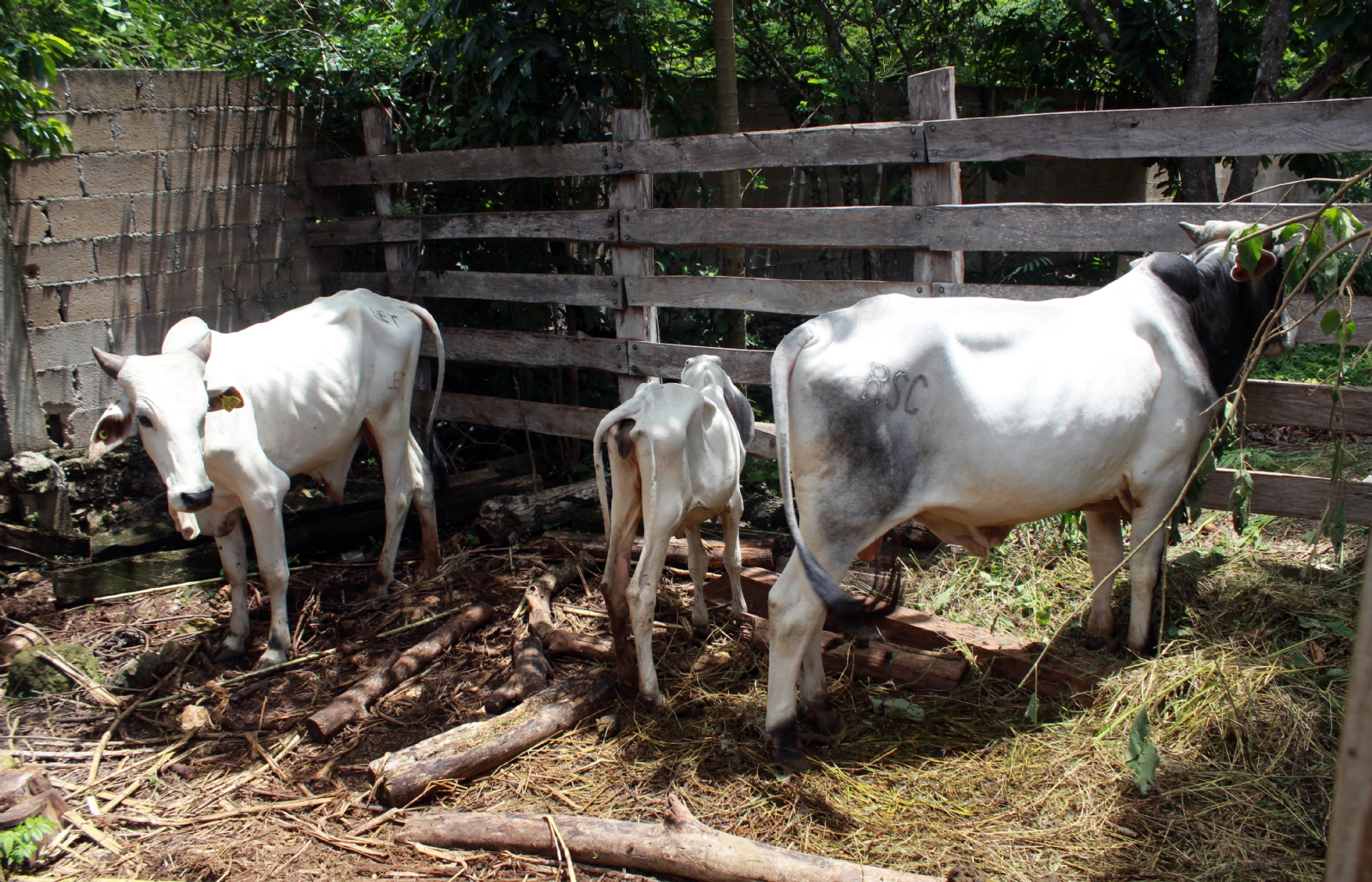 Algunos productores caen en la necesidad de vender sus animales a preciosa bajos