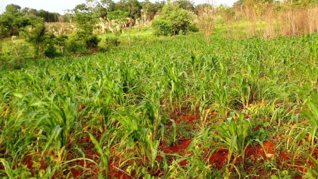 Campesinos de Sabán dicen que tienen poco para consumo propio Campesinos de Sabán dicen que tienen poco para consumo propio