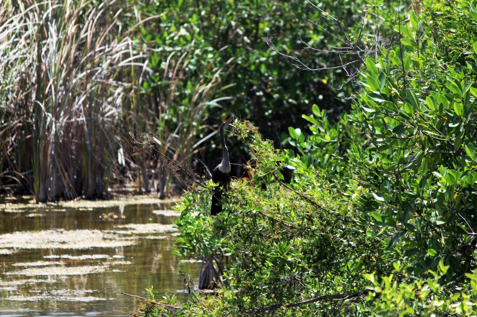 El manglar cubre el 83 por ciento de la costa de Quintana Roo que equivale a mil 398 kilómetros