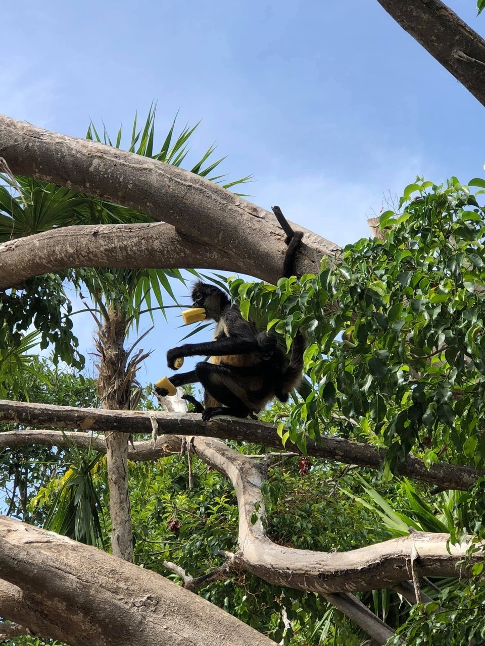 Se busca a la familia de Cirilo, un mono araña que frecuentaba 'La Vereda de Xcalacoco' en Playa del Carmen