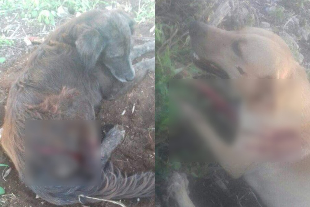 Hombre ataca a balazos a tres perros en Mahahual