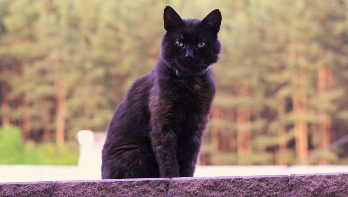 La idea de que si un gato negro se atraviesa en el camino, es sinónimo de mala suerte, surgió en el año 1650