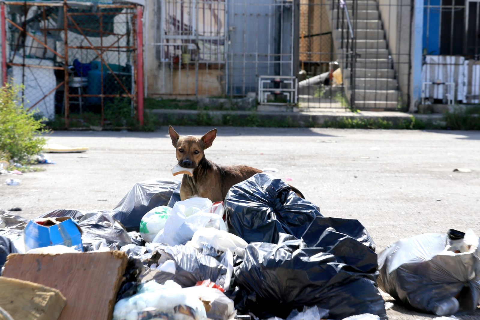 Entre 20 y 35 denuncias de perros que reciben algún tipo de maltrato, no sólo en Villas Otoch, sino por todo Cancún Entre 20 y 35 denuncias de perros que reciben algún tipo de maltrato, no sólo en Villas Otoch, sino por todo Cancún