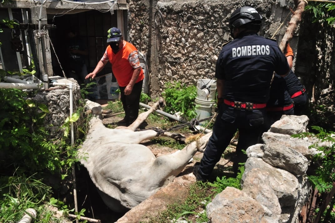 Bomberos y policías arribaron al rancho para poder ayudar al dueño del animal Bomberos y policías arribaron al rancho para poder ayudar al dueño del animal