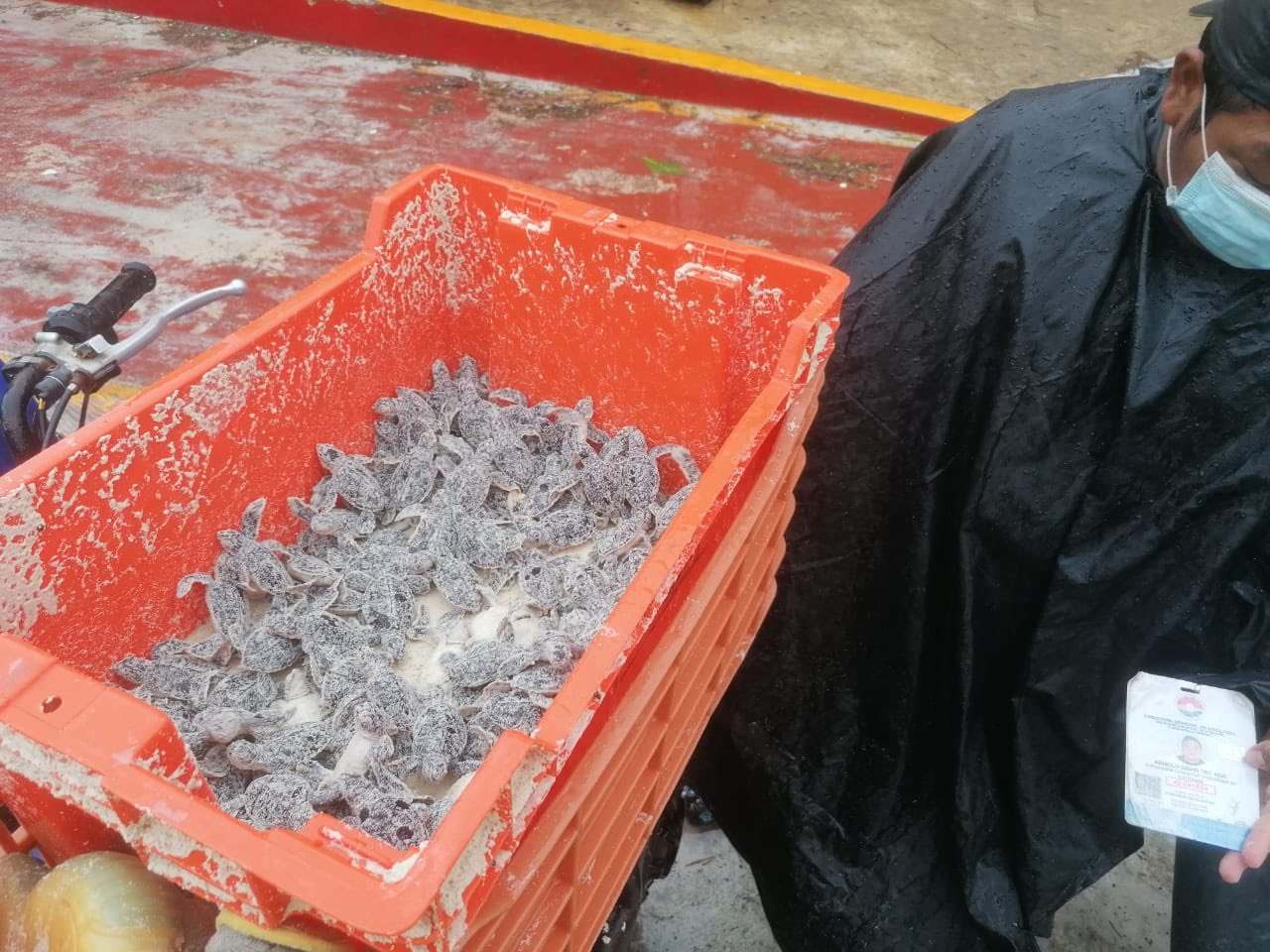 Al menos 11 elementos de apoyo, consiguieron recolectar 130 crías de tortugas marinas