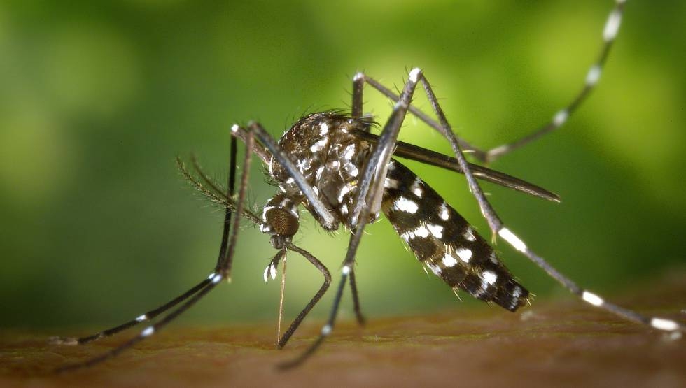 El mposquito es de los mayores transmisores de enfermedades por lo que se considera uno de los insectos más peligrosos El mposquito es de los mayores transmisores de enfermedades por lo que se considera uno de los insectos más peligrosos