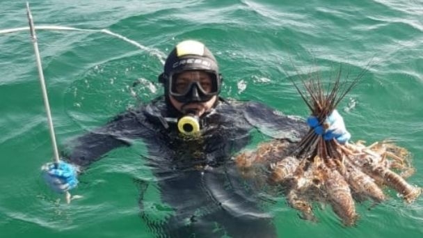 Hasta el momento, la pesca de langosta se ha mantenido estable en el estado Hasta el momento, la pesca de langosta se ha mantenido estable en el estado