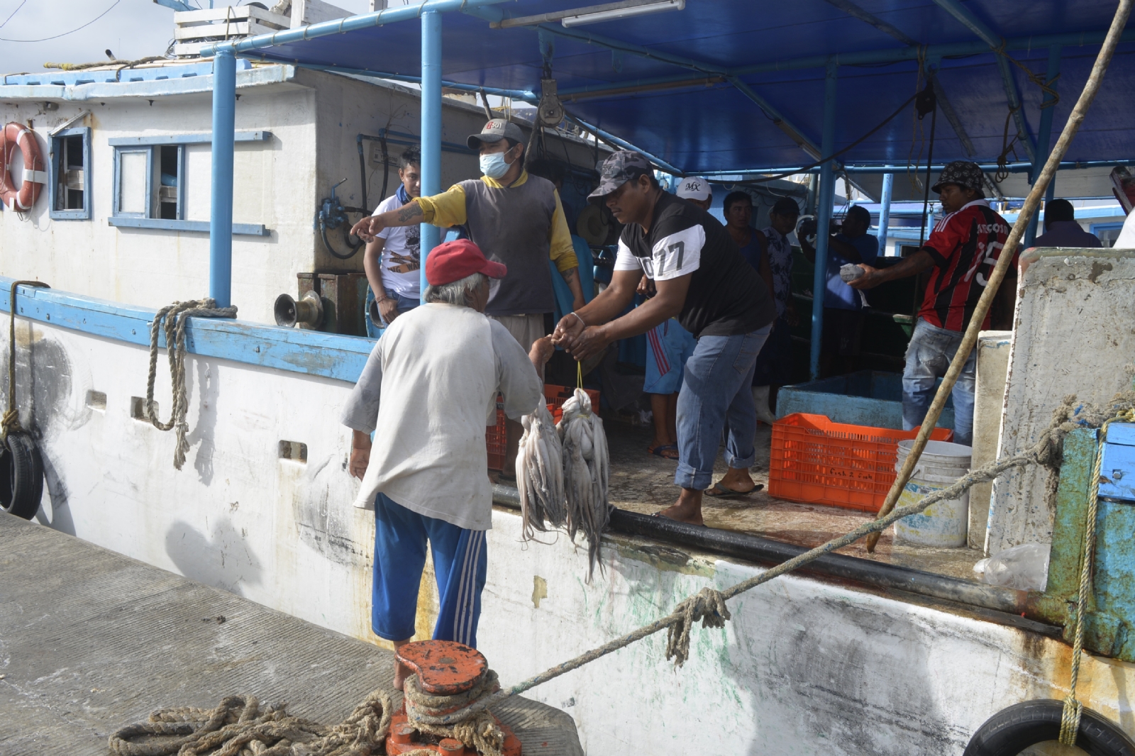 La temporada de pulpo en Yucatán ha estado teniendo buenas rachas para los pescadores de la costa La temporada de pulpo en Yucatán ha estado teniendo buenas rachas para los pescadores de la costa